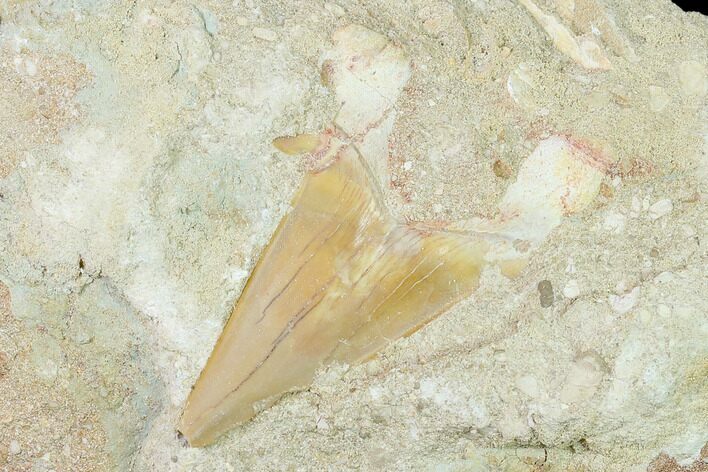 Otodus Shark Tooth Fossil in Rock - Eocene #135842